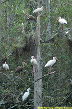 ibis roost